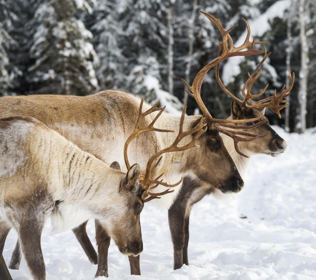 Вилла Pleasant Acres Reindeer Ranch Pleasant Valley Экстерьер фото