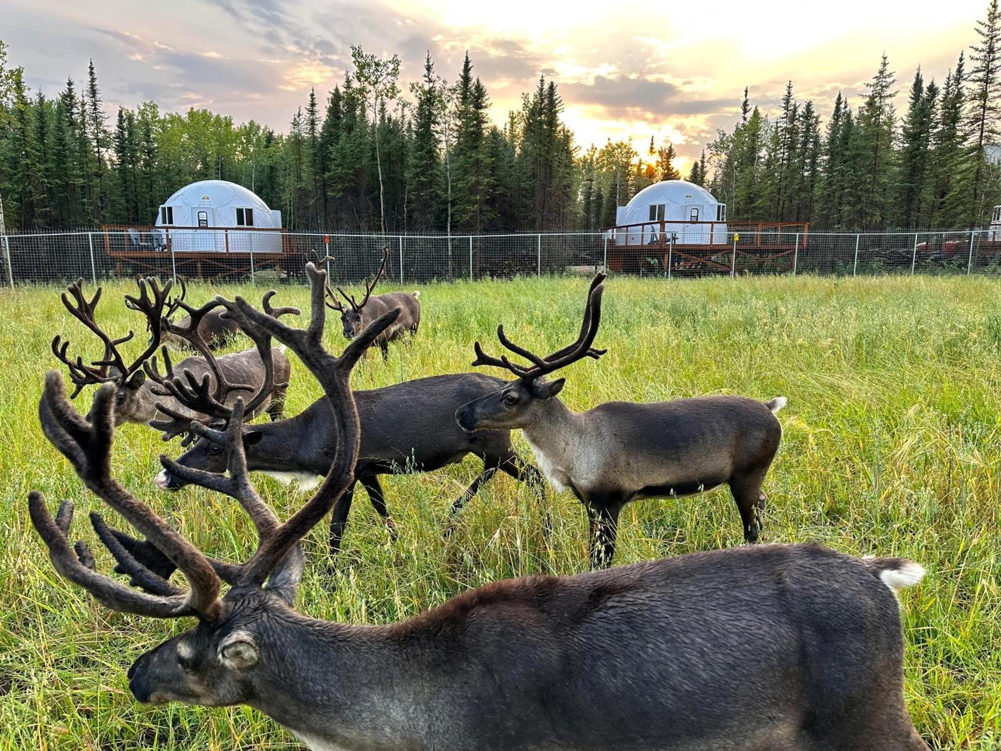 Вилла Pleasant Acres Reindeer Ranch Pleasant Valley Экстерьер фото